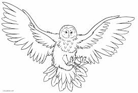 Did you know that there are around 250 owl species in this world? Free Printable Owl Coloring Pages For Kids