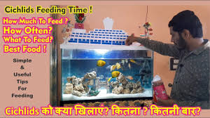 Cichlids Fish Feeding Time What To Feed African Cichlids In 2020 Freshwater Aquarium Cichlids African Cichlids