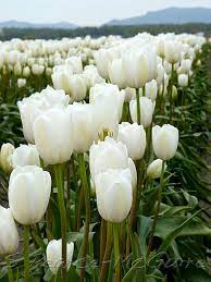 Tulip Field Tulips Flowers White Tulips Tulip Fields