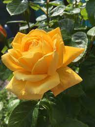 Pin On Flower