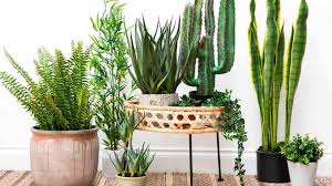 We did not find results for: 7 Plantas Para Interiores Que No Se Te Moriran Facilmente