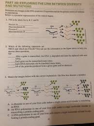 873 bobcat repair manual pogil answer key pdf, organelles in eukaryotic cells, genetic mutation work, work for biology 1107 biological molecules structure, chem 115 pogil work, , 03201701. Solved Part 3a Nucleotides And Mutations 1 Using The Se Chegg Com