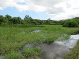 Image result for Paspalidium geminatum