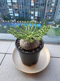 Image result for Euphorbia fanshawei