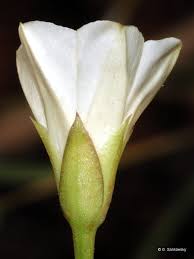 Image result for Xenostegia tridentata