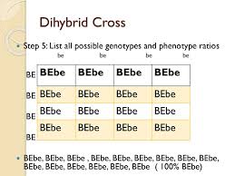 A male rabbit with the genotype ggbb is crossed with a female rabbit with the genotype 88bb the square is set up ggbb below. Dihybrid Cross Ppt Download