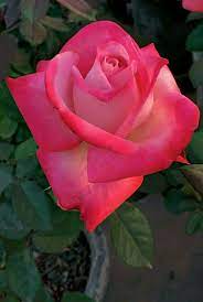 Pin On Rosas Bicolor Multicolor