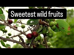 Image result for Flacourtia indica