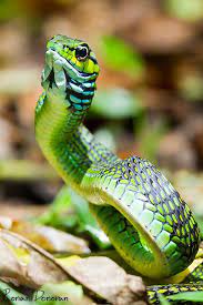 Snakes With Cool Names Snake Reptiles And Amphibians Beautiful Snakes
