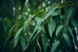 Make Sure You Plant Eucalyptus In Full Sun With Enough Room, Says  Horticulturist | Horticulture Magazine