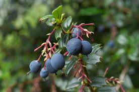Image result for Berberis darwinii