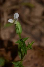 Image result for Canscora alata