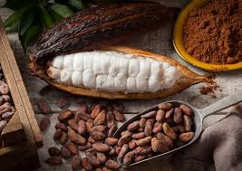 How cocoa powder is used to make chocolate. Kakao Manfaat Efek Samping Dan Tips Konsumsi Idn Medis