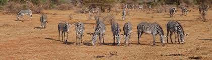 Click the + button and do the . Kenya Safari Arcade Profile 2021 0 Reviews 0 Trips