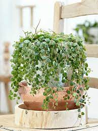 Pin On Peperomia
