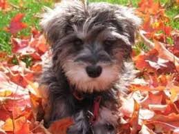 Solid colors usually are black, silver, gray, brown, white, cream, and blue. Schnoodle Rescues For Adoption Top 5 2021 We Love Doodles