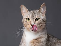 You can check white cat names, black cat names, orange cat names also. The Most Popular Cat Name In Every State