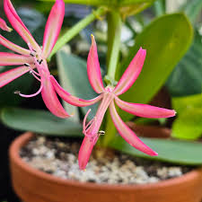 Image result for Brunsvigia