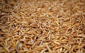 If the maggots are limited to your kitchen, dining, pantry and immediately adjacent areas and are crawling on the floor, up walls and along ceilings, they are likely indianmeal moth (or indian meal moth or indian mealmoth) larvae. Question Why Do I Have Maggots In My Kitchen Kitchen