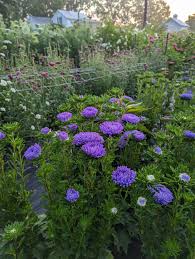 Image result for Aster chimanimaniensis
