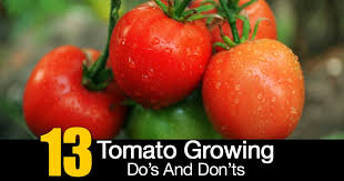 Growing roma tomatoes require plenty of water. Tomato Plant Care 8 Do S And 5 Dont S Growing Tips