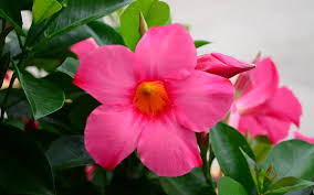 Image result for dipladenie hybrida rio obrázek