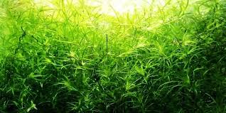 Image result for Najas