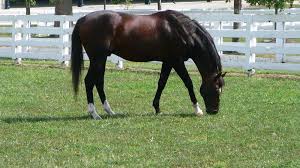 Le Paturage Cheval De Course