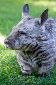 Image result for Southern hairy-nosed wombat