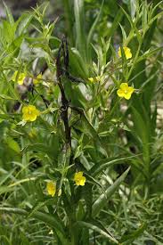 Image result for Onagraceae