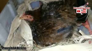 Ayam betina baik yang dara maupun indukan produktif memang bisa saja bertelur tidak. Melihat Proses Induk Ayam Bertelur Sempurna Youtube