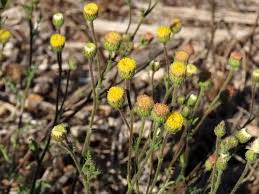 Image result for Nidorella ivifolia