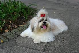 Why buy a shih tzu puppy for sale if you can adopt and save a life? Teacup Shih Tzu Puppies For Sale In California Ca
