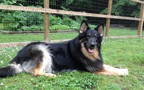We did not find results for: Shiloh Shepherd Info Puppies Breeders Temperament Pictures
