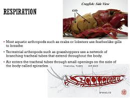 Kingdom Animalia Phylum Arthropoda Jointed Legs Ppt Download