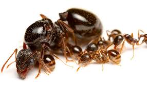 He's the ergatoid, the dominant. The Secrets Of Royalty Amazing Facts About Queen Ants