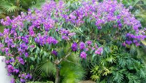 Flowerfarm is a leading wholesale flower distributor that rightly cuts out the middleman in order to give you the best possible experience when ordering bulk flowers online. The Butterfly Guy Tibouchina S Purple Majesty