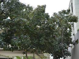 Image result for Hibiscus tiliaceus