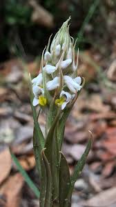 Image result for Zeuxine elongata