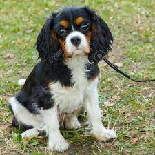 Cute cavalier king charles spaniel pictures. Grossansicht Portrat Netter Trauriger Hund Cavalier King Charles Spaniel Zu Zuchten Lizenzfreie Fotos Bilder Und Stock Fotografie Image 27567602