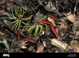 Image result for Xylopia aethiopica