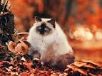 Available Himalayan Kittens For Sale & Cats For Adoption