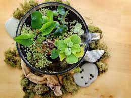 Add plants and marimo moss balls. Introducing The Indoor Water Garden Pflanzenfreude