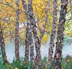 Nimmt man ihm den leitast, tendiert er zur breite. Birken Pflanzen Pflegen Und Tipps Mein Schoner Garten