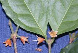 Image result for Cassipourea