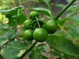 Image result for Solanum memphiticum