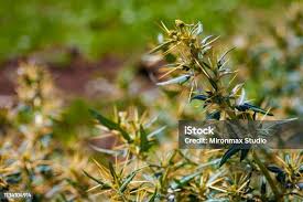 Image result for Xanthium spinosum