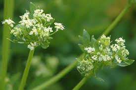 Image result for Apium graveolens