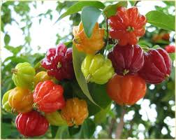Bukavu City Gallery Page 36 Graines De Fruits Idee Legume Fruits Exotiques