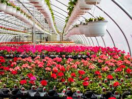 Wholesale flowers & global florist supplier. Wholesale Ordering White Post Farms